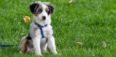 a small dog sitting on top of a lush green grass covered field next to a blue leash