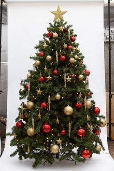 a small christmas tree with red and gold ornaments on it's branches, in front of a white backdrop