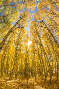 the sun shines through trees in an autumn forest with yellow leaves on the ground