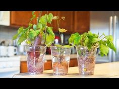 three glasses filled with plants on top of a counter