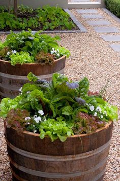 three wooden barrels filled with green plants on top of a gravel path next to a building