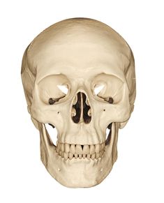 the frontal view of a human skull showing the lower jaw and upper part of the head