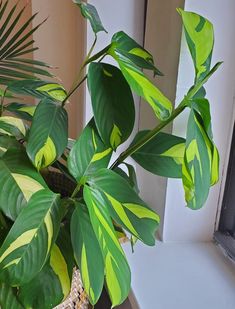 Ctenanthe Plant - Large, oval,  green leaves with lime green variation - Houseplant411 Calathea Setosa Care, Calathea Ornata Care, Calathea Lutea Landscape, Snow Plant, Calathea Crocata, Calathea Beauty Star, Ctenanthe Lubbersiana, Calathea Plant