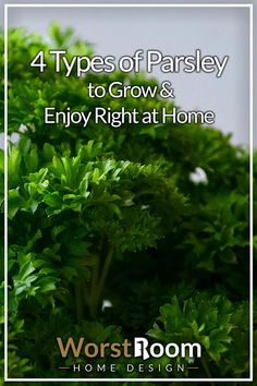 Types of Parsley Cooking Ingredients, Spices And Herbs, Spice Mixes, No Matter How, Grow Your Own, Thyme, Parsley