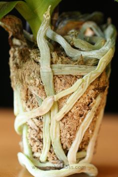 a close up of a plant in a vase on a table