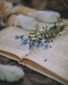 an open book with blue flowers on top of it next to a cat sleeping in the background