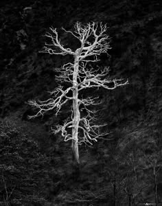 a black and white photo of a tree with no leaves on it in the woods