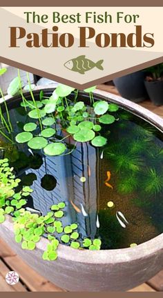 the best fish for patio pond is an easy way to make it look like they are floating