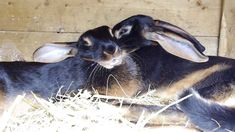 two rabbits cuddle together in the hay