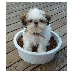 a small white and brown dog sitting in a bowl