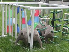 three puppies are playing in the grass near some plastic cups and pipes on a fence