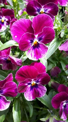 purple flowers are blooming in the garden