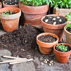 there are many potted plants on the ground