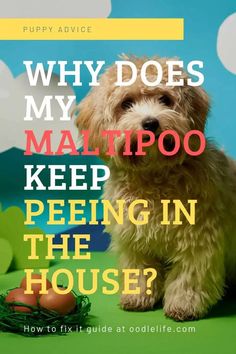 Dog pee on the floor. Dog pee on the bed. Dog pee on the carpet! Why does my Maltipoo keep peeing in the house? Peek A Poo, Puppy Facts, Dairy Free Breastfeeding, Shitzu Dogs, Maltipoo Dog, Teddy Bear Puppies, Maltipoo Puppies, Dog Grooming Tips, Maltipoo Puppy