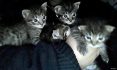 four kittens are being held in the arms of someone