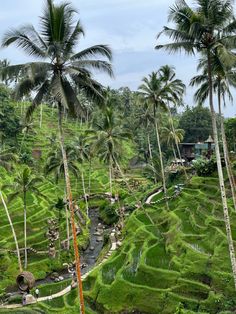 lush green rice fields with palm trees in the foreground and a small stream running between them