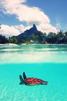 a turtle swimming in clear blue water with mountains in the background