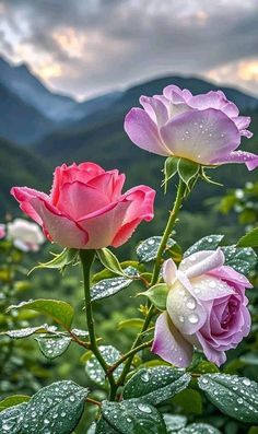 three pink roses with water droplets on them in front of mountains and trees, during the day