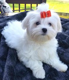 a small white dog with a red bow on its head sitting on a blue blanket