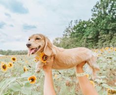 a person holding a dog in the middle of a field with sunflowers