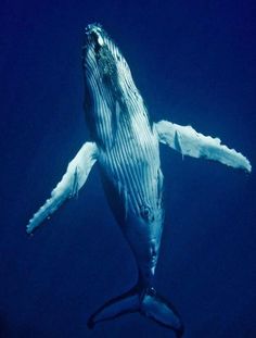 a humpback whale swims in the blue water