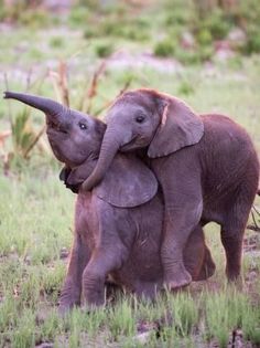 two elephants standing next to each other in the grass with their trunks on top of one another