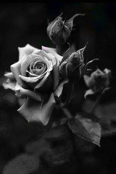 a black and white photo of a rose