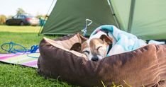 a dog is sleeping in his bed on the grass next to some tents and camping equipment