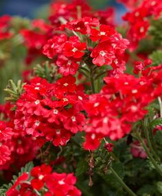 red flowers are blooming in the garden