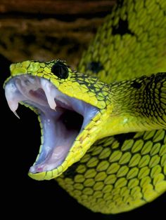 a yellow snake with it's mouth open