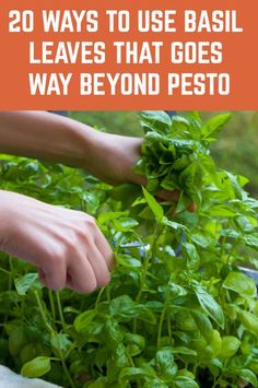 someone is picking basil leaves from the ground with text overlay that reads 20 ways to use basil leaves that goes way beyond pesto