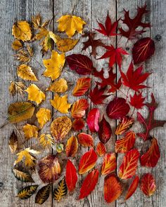 autumn leaves laid out on a wooden surface