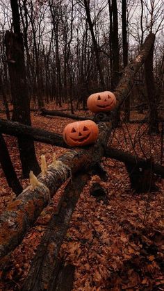 two carved pumpkins sitting on top of a wooden fence in the middle of a forest