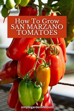 how to grow san marzanno tomatoes in the garden with text overlay that reads, how to grow san marzanno tomatoes