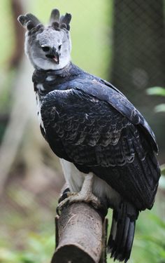 a black and white bird sitting on top of a tree branch