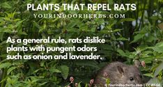 a rodent sitting in the grass next to some flowers and plants with text that reads, plants that repel rats