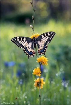 a black and white butterfly sitting on top of a yellow dandelion flower in a field