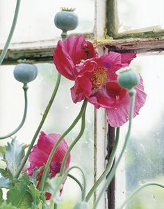 pink flowers are growing in front of an old window