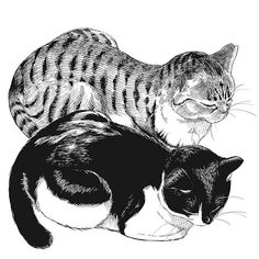 two cats sitting next to each other on top of a white surface with black and white lines