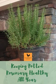 a potted rosemary plant in front of a fireplace with the words keeping potted rosemary healthy all year