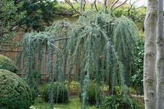 an evergreen tree in the middle of a garden