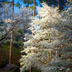 the trees are blooming in the forest