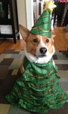 a corgi dog wearing a christmas tree costume