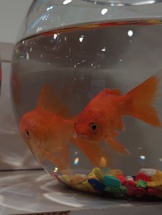 two goldfish in an aquarium looking at each other