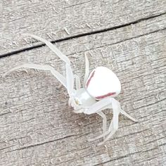 a white crab sitting on top of a wooden floor