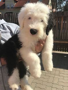 a person holding a small white and black dog