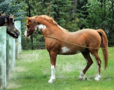 two horses standing next to each other on a lush green field