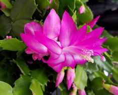 a pink flower with green leaves around it