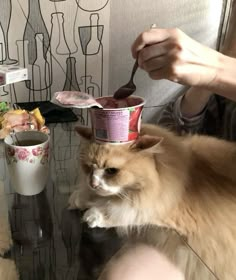 a cat is sitting on the table and eating from a plastic cup with a spoon