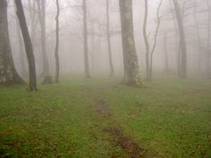 a path in the middle of a foggy forest with trees and grass on both sides